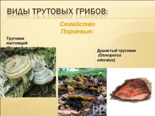 Виды трутовых грибов:Cемейство Пориевые:Трутовик настоящий (Fames fomentarius)Ду