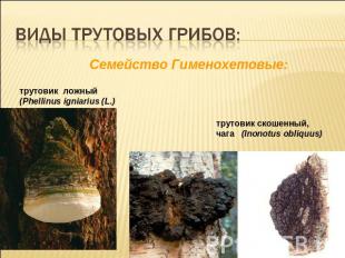 Виды трутовых грибов:Cемейство Гименохетовые:трутовик ложный(Phellinus igniarius