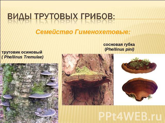 Виды трутовых грибов:Cемейство Гименохетовые:трутовик осиновый ( Phellinus Tremulae)сосновая губка (Phellinus pini)