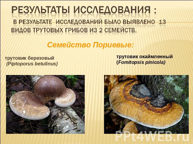 Результаты исследования : В результате исследований было выявлено 13 видов трутовых грибов из 2 семейств. трутовик березовый (Piptoporus betulinus)трутовик окаймленный (Fomitopsis pinicola)