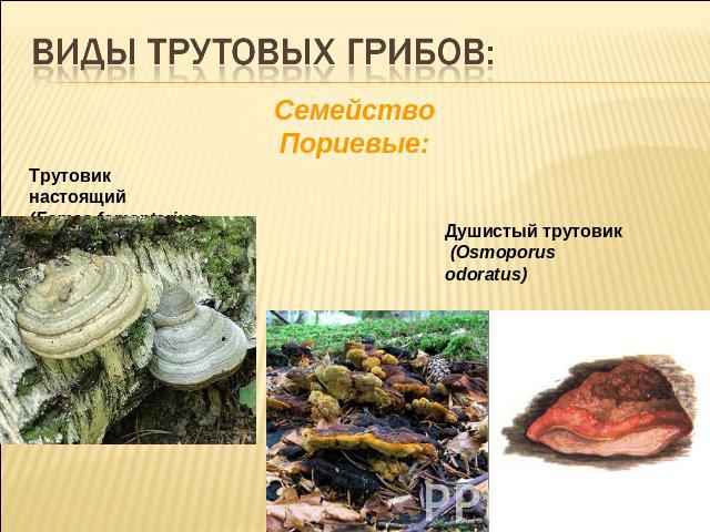 Виды трутовых грибов:Cемейство Пориевые:Трутовик настоящий (Fames fomentarius)Душистый трутовик (Osmoporus odoratus)