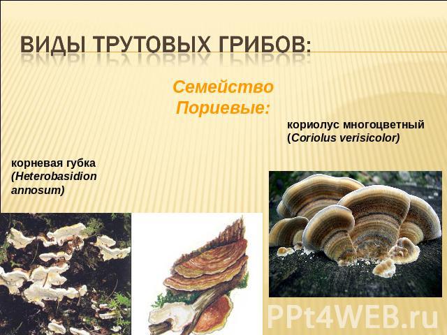 Виды трутовых грибов:Cемейство Пориевые:корневая губка (Heterobasidion annosum) кориолус многоцветный (Coriolus verisicolor)