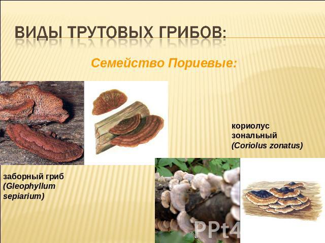 Виды трутовых грибов:Cемейство Пориевые:заборный гриб (Gleophyllum sepiarium)кориолус зональный (Coriolus zonatus)