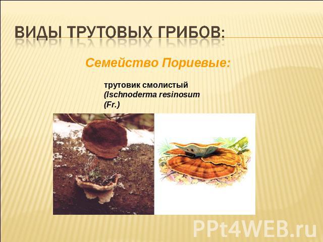 Виды трутовых грибов:Cемейство Пориевыетрутовик смолистый (Ischnoderma resinosum (Fr.)