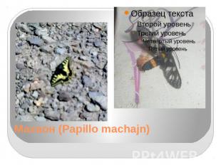 Махаон (Papillo machajn)