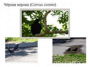 Чёрная ворона (Corvus corone)