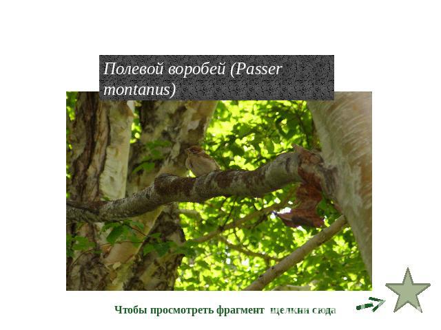 Отряд воробьиные Полевой воробей (Passer montanus)