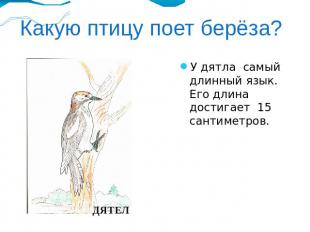 Какую птицу поет берёза?У дятла самый длинный язык. Его длина достигает 15 санти