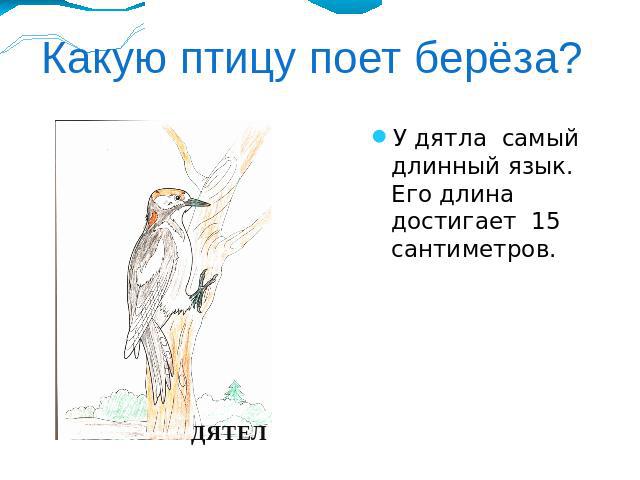 Какую птицу поет берёза?У дятла самый длинный язык. Его длина достигает 15 сантиметров.