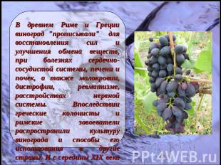 В древнем Риме и Греции виноград "прописывали" для восстановления сил и улучшени