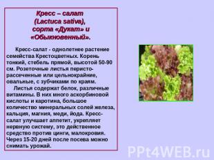 Кресс – салат (Lactuca sativa), сорта «Дукат» и «Обыкновенный». Кресс-салат - од