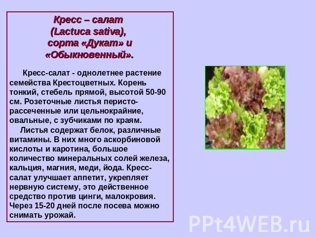 Кресс – салат (Lactuca sativa), сорта «Дукат» и «Обыкновенный». Кресс-салат - однолетнее растение семейства Крестоцветных. Корень тонкий, стебель прямой, высотой 50-90 см. Розеточные листья перисто-рассеченные или цельнокрайние, овальные, с зубчикам…