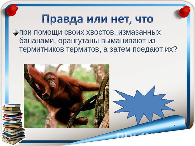 при помощи своих хвостов, измазанных бананами, орангутаны выманивают из термитников термитов, а затем поедают их?