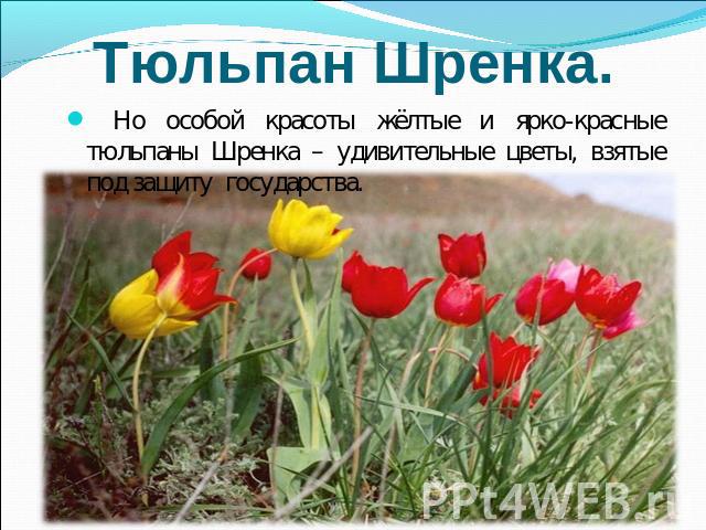 Но особой красоты жёлтые и ярко-красные тюльпаны Шренка – удивительные цветы, взятые под защиту государства.