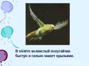 В полёте волнистый попугайчик быстро и сильно машет крыльями.