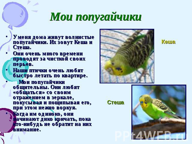 Мои попугайчикиУ меня дома живут волнистые попугайчики. Их зовут Кеша и Стеша. Они очень много времени проводят за чисткой своих перьев. Наши птички очень любят быстро летать по квартире. Мои попугайчики общительны. Они любят «общаться» со своим отр…