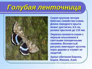 Самая крупная ночная бабочка семейства Совки. Длина переднего крыла может достиг