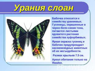 Бабочка относится к семейству ураниевых. Гусеницы, окрашенные в черно-бело-синие