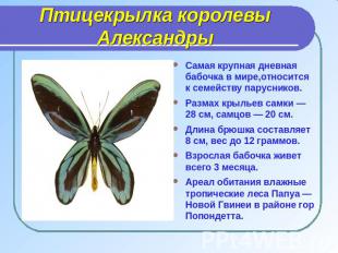 Самая крупная дневная бабочка в мире,относится к семейству парусников.Размах кры
