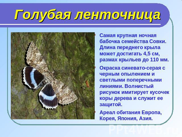 Самая крупная ночная бабочка семейства Совки. Длина переднего крыла может достигать 4,5 см, размах крыльев до 110 мм.Окраска синевато-серая с черным опылением и светлыми поперечными линиями. Волнистый рисунок имитирует кусочек коры дерева и служит е…