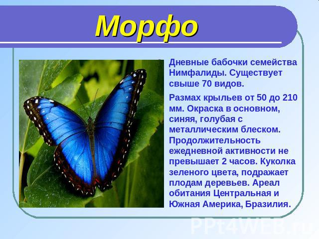 Дневные бабочки семейства Нимфалиды. Существует свыше 70 видов.Размах крыльев от 50 до 210 мм. Окраска в основном, синяя, голубая с металлическим блеском. Продолжительность ежедневной активности не превышает 2 часов. Куколка зеленого цвета, подражае…