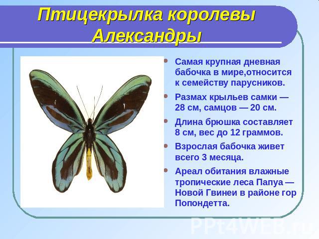 Самая крупная дневная бабочка в мире,относится к семейству парусников.Размах крыльев самки — 28 см, самцов — 20 см.Длина брюшка составляет 8 см, вес до 12 граммов.Взрослая бабочка живет всего 3 месяца.Ареал обитания влажные тропические леса Папуа — …