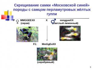 Скрещивание самки «Московской синей» породы с самцом перламутровых жёлтых гуппи