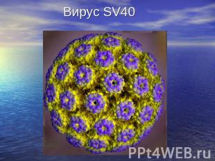 Вирус SV40