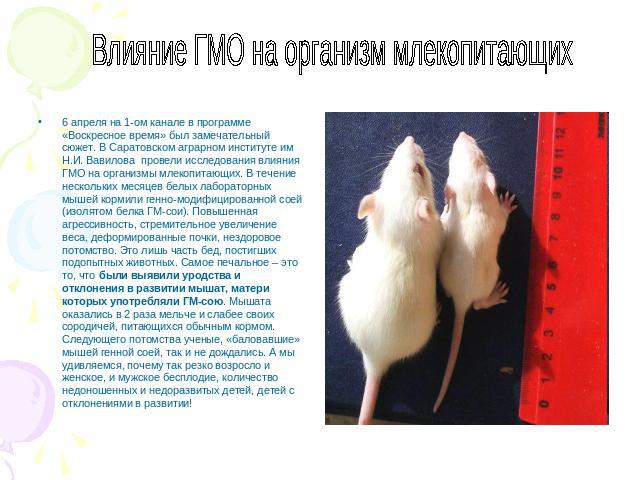 6 апреля на 1-ом канале в программе «Воскресное время» был замечательный сюжет. В Саратовском аграрном институте им Н.И. Вавилова  провели исследования влияния ГМО на организмы млекопитающих. В течение нескольких месяцев белых лабораторных мышей кор…