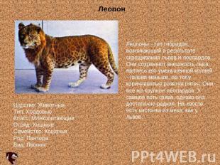 Леопоны - тип гибридов, возникающий в результате скрещивания львов и леопардов.