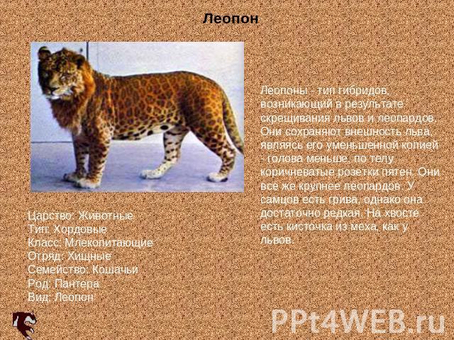 Леопоны - тип гибридов, возникающий в результате скрещивания львов и леопардов. Они сохраняют внешность льва, являясь его уменьшенной копией - голова меньше, по телу коричневатые розетки пятен. Они все же крупнее леопардов. У самцов есть грива, одна…