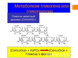 Метаболизм гликогена или гликогенолиз Гликоген животный крахмал (C6H10O5) n (C6H