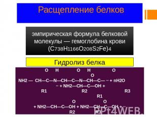 Расщепление белков эмпирическая формула белковой молекулы — гемоглобина крови (C