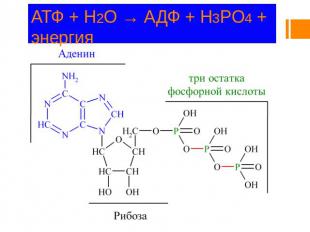 АТФ + H2O → АДФ + H3PO4 + энергия