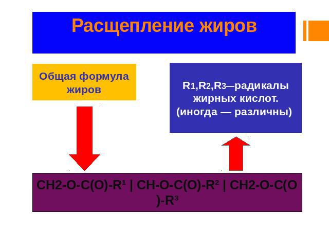Расщепление жиров Общая формула жиров R1,R2,R3—радикалы жирных кислот. (иногда — различны)