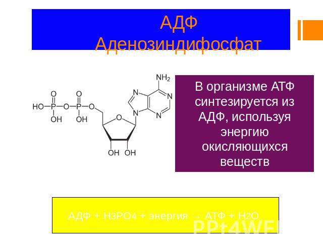 АДФ Аденозиндифосфат В организме АТФ синтезируется из АДФ, используя энергию окисляющихся веществ