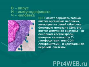 В – вирусИ – иммунодефицитаЧ – человека ВИЧ может поражать только клетки организ