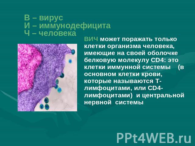 В – вирусИ – иммунодефицитаЧ – человека ВИЧ может поражать только клетки организма человека, имеющие на своей оболочке белковую молекулу CD4: это клетки иммунной системы (в основном клетки крови, которые называются Т-лимфоцитами, или CD4-лимфоцитами…
