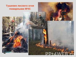 Тушение лесного огня пожарными МЧС