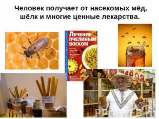 Человек получает от насекомых мёд, шёлк и многие ценные лекарства.