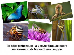Из всех животных на Земле больше всего насекомых. Их более 1 млн. видов