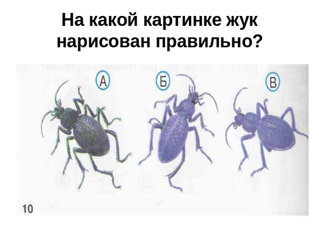 На какой картинке жук нарисован правильно?