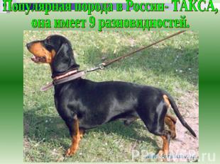 Популярная порода в России- ТАКСА, она имеет 9 разновидностей.