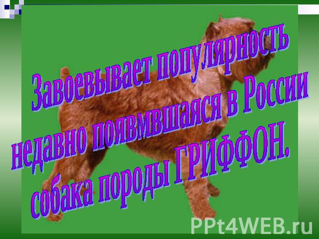 Завоевывает популярность недавно появмвшаяся в России собака породы ГРИФФОН.