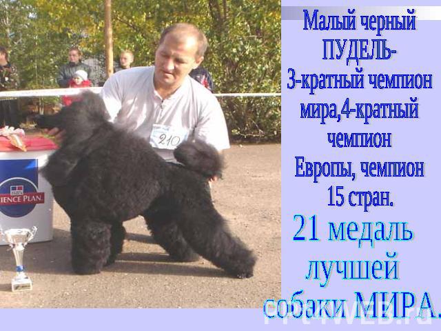 Малый черный ПУДЕЛЬ- 3-кратный чемпион мира,4-кратный чемпион Европы, чемпион 15 стран. 21 медаль лучшей собаки МИРА