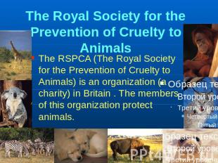 The Royal Society for the Prevention of Cruelty to Animals The RSPCA (The Royal