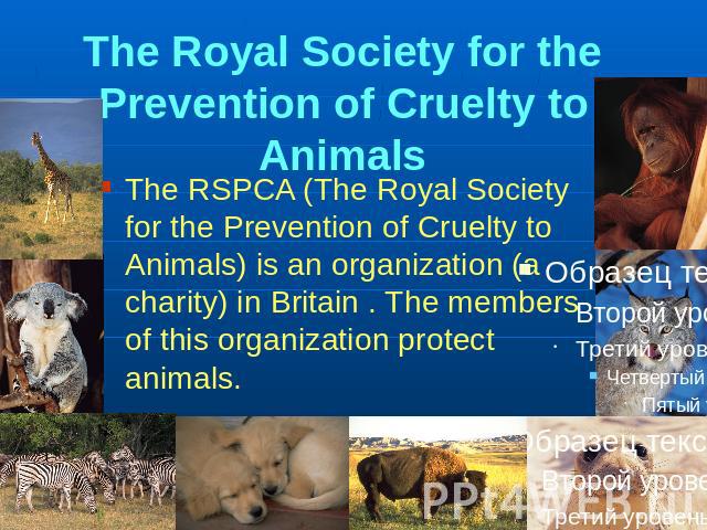 The Royal Society for the Prevention of Cruelty to Animals The RSPCA (The Royal Society for the Prevention of Cruelty to Animals) is an organization (a charity) in Britain . The members of this organization protect animals.