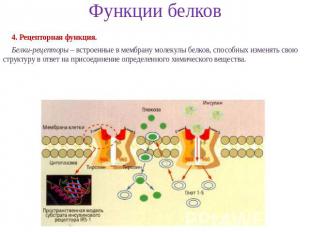 Функции белков 4. Рецепторная функция. Белки-рецепторы – встроенные в мембрану м
