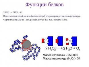 Функции белков 2Н202 → 2Н20 + 02 В присутствии солей железа (катализатора) эта р
