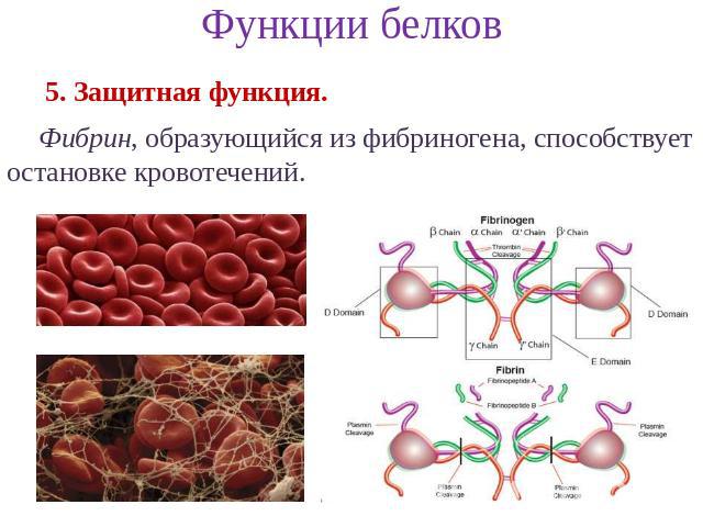Функции белков 5. Защитная функция. Фибрин, образующийся из фибриногена, способствует остановке кровотечений.